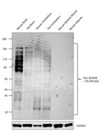 Pan SHANK Antibody in Western Blot (WB)