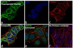 GRP78 Antibody in Immunocytochemistry (ICC/IF)