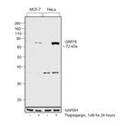 GRP78 Antibody