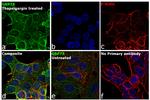 GRP78 Antibody in Immunocytochemistry (ICC/IF)