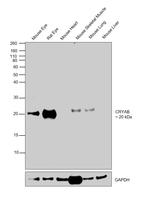 CRYAB Antibody in Western Blot (WB)