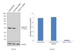 SERPINH1 Antibody in Western Blot (WB)