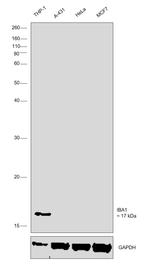 IBA1 Antibody