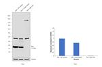 IBA1 Antibody