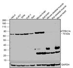 ATP6V1A Antibody in Western Blot (WB)