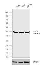 ENO1 Antibody in Western Blot (WB)