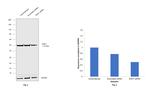 ENO1 Antibody in Western Blot (WB)