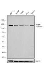 FASN Antibody in Western Blot (WB)