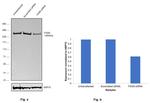 FASN Antibody