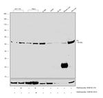 Fumarase Antibody