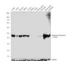 Glutamine Synthetase Antibody