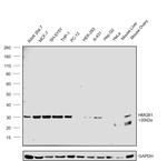 HMGB1 Antibody in Western Blot (WB)