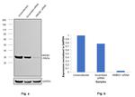 HMGB1 Antibody