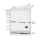 PRMT1 Antibody in Western Blot (WB)