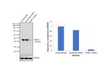 PRMT1 Antibody in Western Blot (WB)