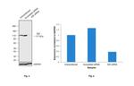 IDE Antibody