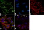 SDHA Antibody in Immunocytochemistry (ICC/IF)