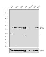 TEF1 Antibody in Western Blot (WB)