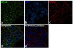 ATG12 Antibody in Immunocytochemistry (ICC/IF)
