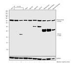 ATG12 Antibody in Western Blot (WB)