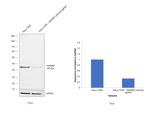 TDP-43 Antibody in Western Blot (WB)