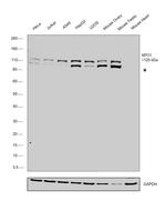 CRM1 Antibody in Western Blot (WB)