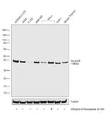 Aurora B Antibody in Western Blot (WB)