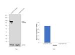 CD10 Antibody