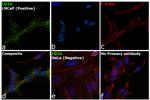 CD10 Antibody in Immunocytochemistry (ICC/IF)