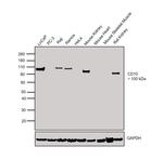 CD10 Antibody in Western Blot (WB)