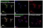 PD-L1 (CD274) Antibody