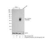 PD-L1 (CD274) Antibody in Western Blot (WB)