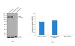 Integrin beta 1 (CD29) Antibody in Western Blot (WB)