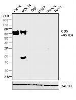 CD5 Antibody in Western Blot (WB)