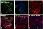 CD66e (CEA) Antibody