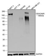 CD66e (CEA) Antibody in Western Blot (WB)