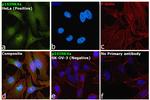 p16INK4a Antibody