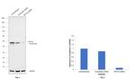 Cytokeratin 20 Antibody