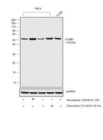 Cyclin B1 Antibody