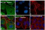 Cytokeratin 17 Antibody in Immunocytochemistry (ICC/IF)