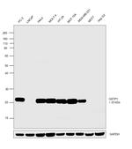 GSTP1 Antibody in Western Blot (WB)