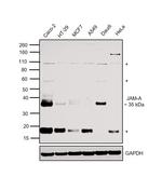 JAM-A (CD321) Antibody in Western Blot (WB)