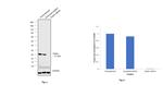 DIABLO Antibody in Western Blot (WB)