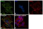 Talin Antibody in Immunocytochemistry (ICC/IF)