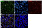 Drebrin Antibody in Immunocytochemistry (ICC/IF)