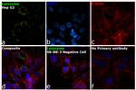 Lysozyme Antibody in Immunocytochemistry (ICC/IF)