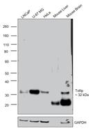 TOLLIP Antibody in Western Blot (WB)