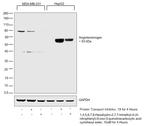 Angiotensinogen Antibody in Western Blot (WB)