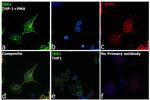 IBA1 Antibody in Immunocytochemistry (ICC/IF)