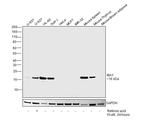 IBA1 Antibody